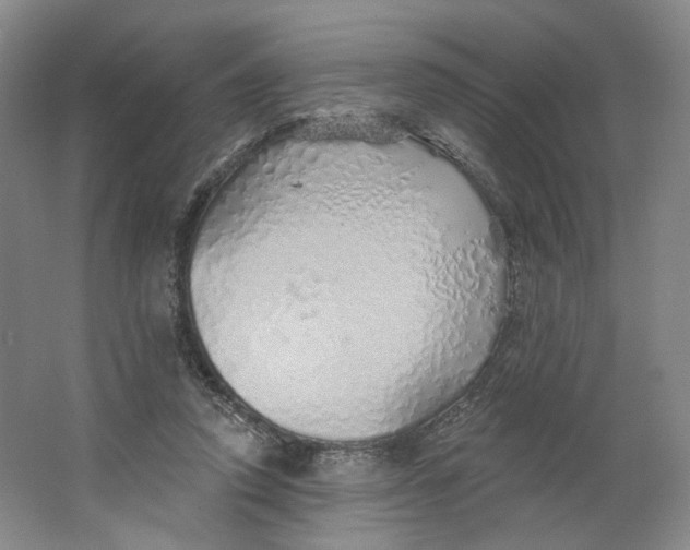 X0000063450354200602101654