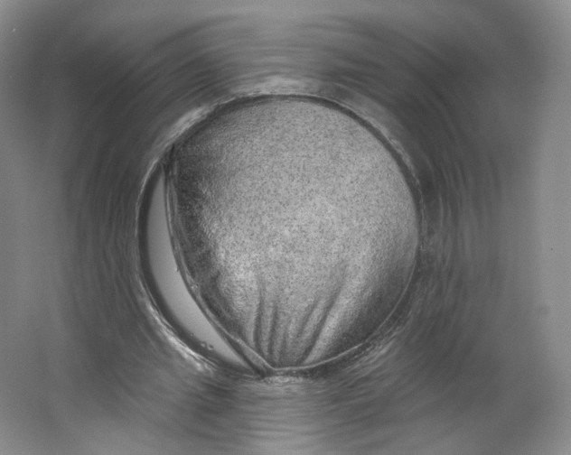 X0000063450437200602101652