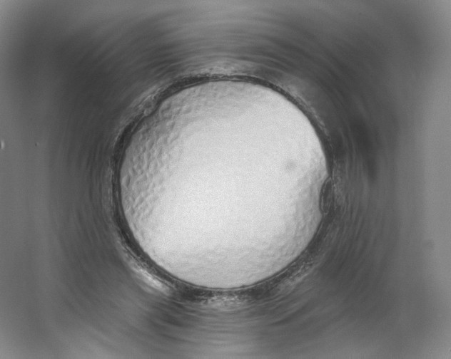 X0000063450445200602101652