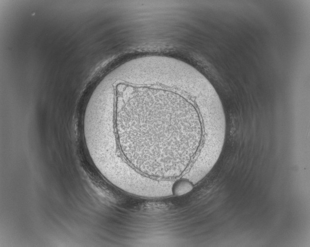 X0000063450636200602101649