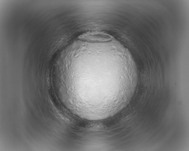 X0000063450642200602101649