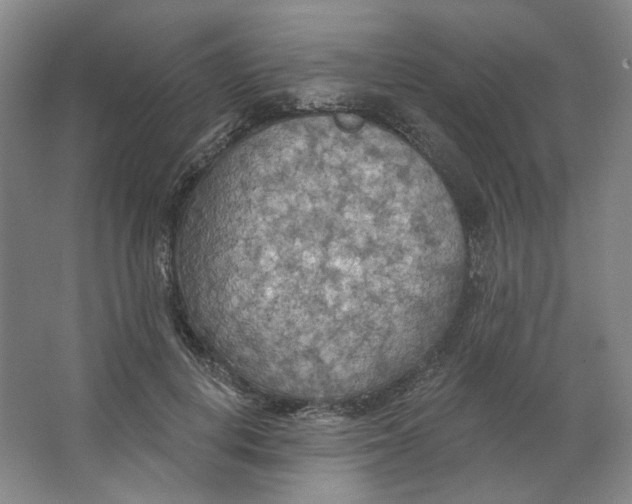 X0000063450648200602101649