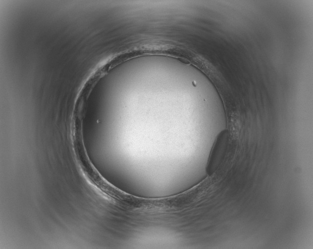 X0000063450726200602101647