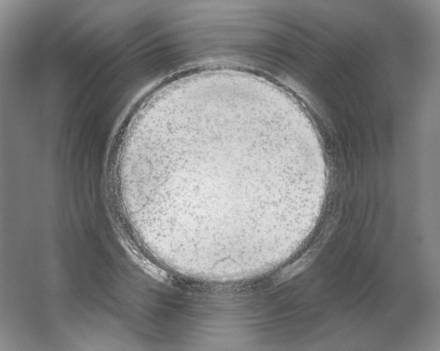 X0000063450832200602101646