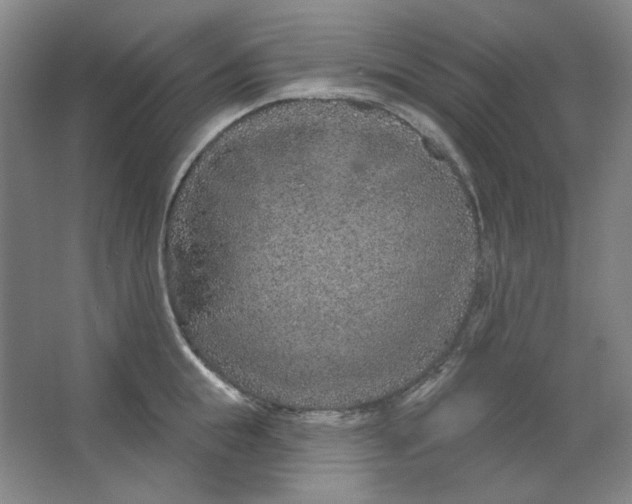 X0000063450855200602101646