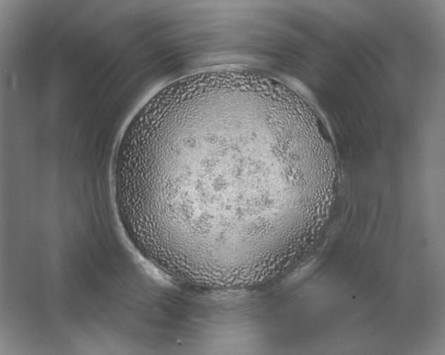 X0000063450859200602101646