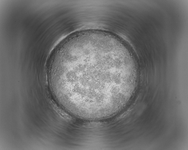 X0000063450925200602101644