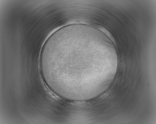 X0000063451052200602101643