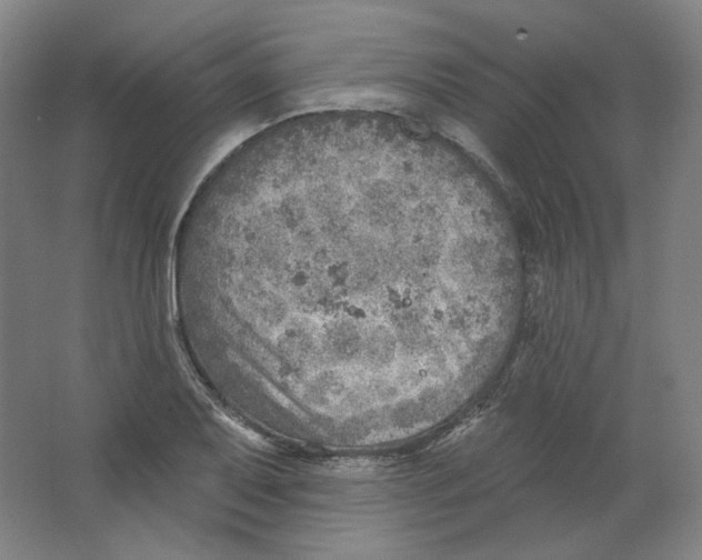 X0000063451079200602101642