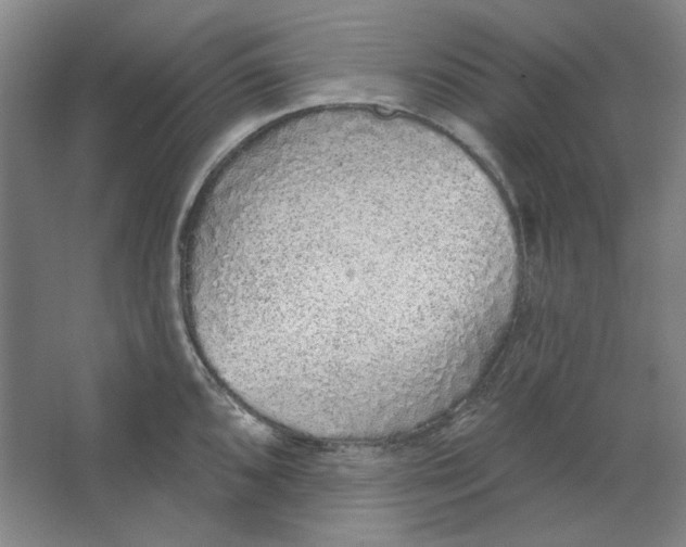 X0000063451096200602101642