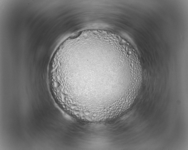 X0000063451103200602101642