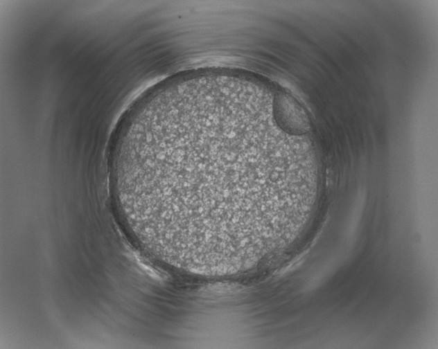 X0000063451117200602101641