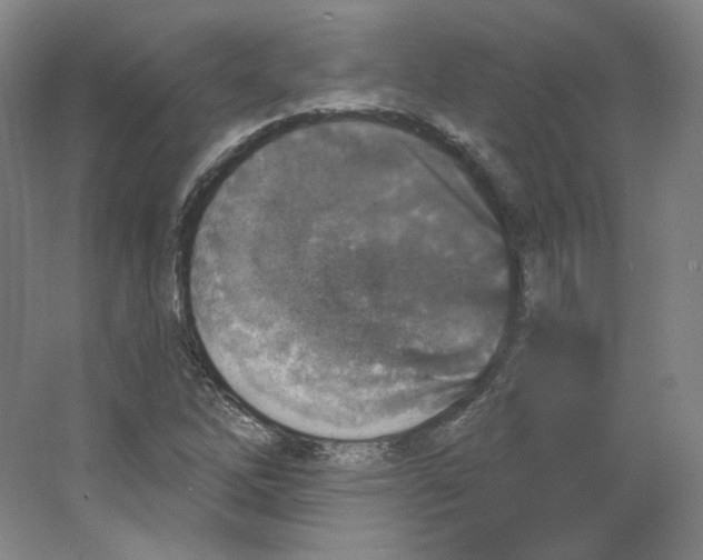 X0000063451262200602101639