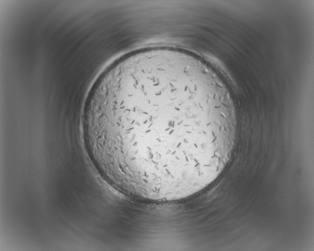 X0000063451288200602101639