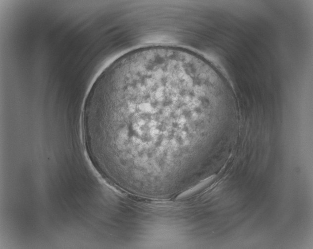 X0000063451295200602101638