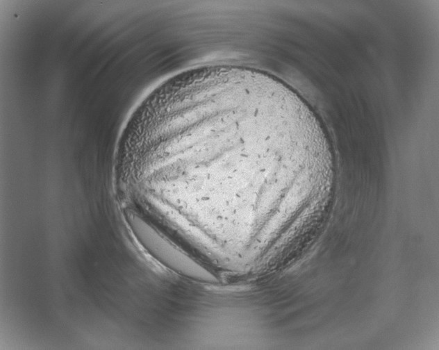 X0000063451296200602101638