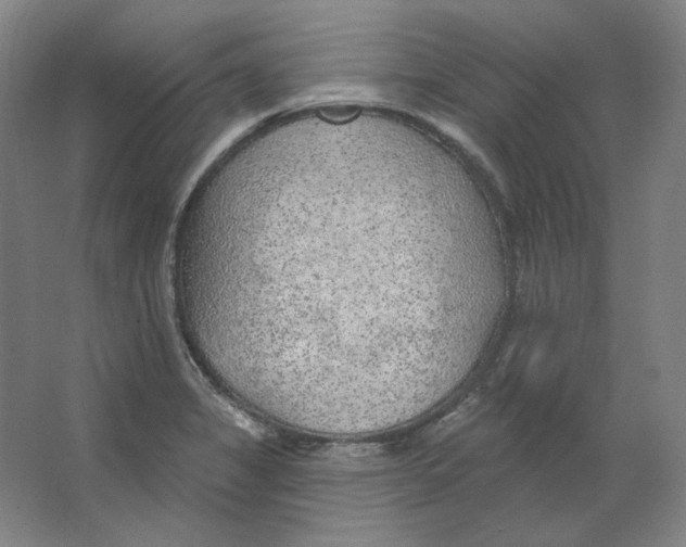 X0000063451325200602101638