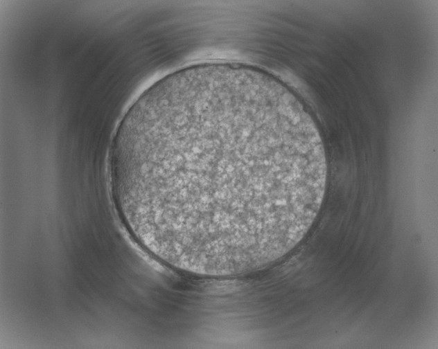 X0000063451382200602101637