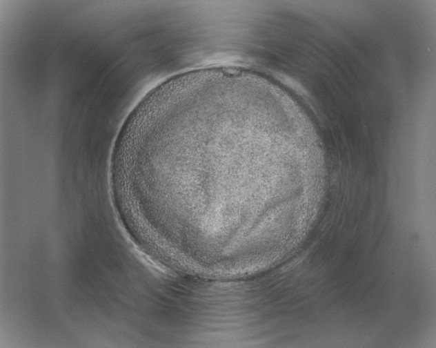 X0000063451423200602101637