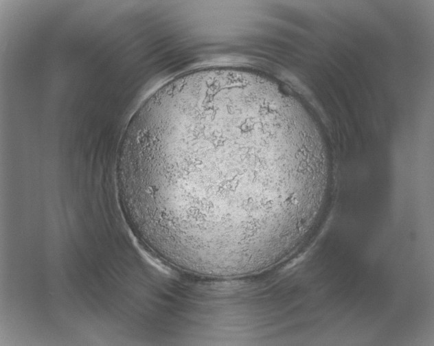 X0000063451425200602101637