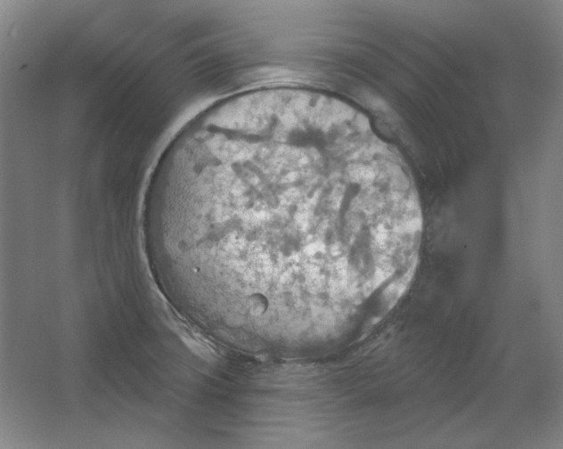 X0000063451427200602101637