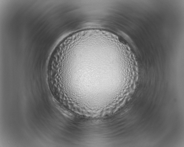 X0000063451435200602101637