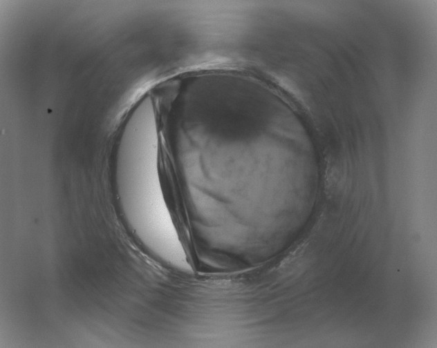 X0000063451455200602101636