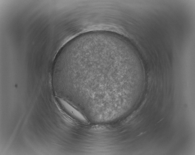 X0000063451505200602101635