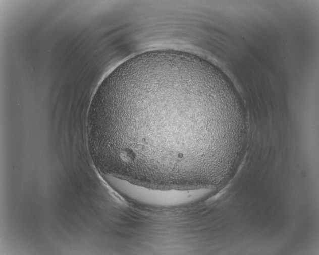 X0000063451529200602101635