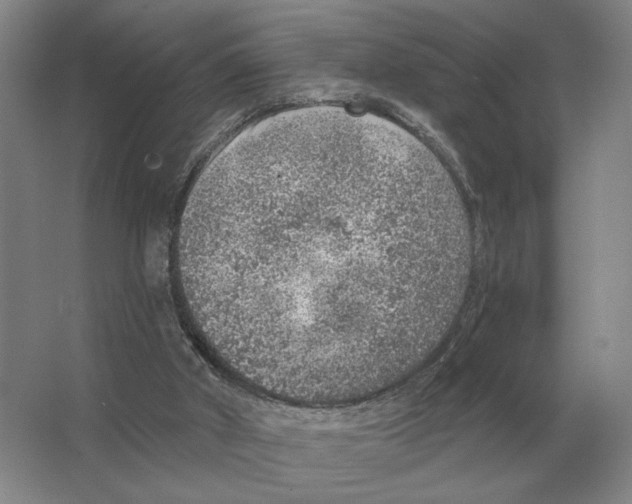 X0000063450010200602171911