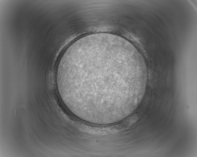 X0000063450012200602171911