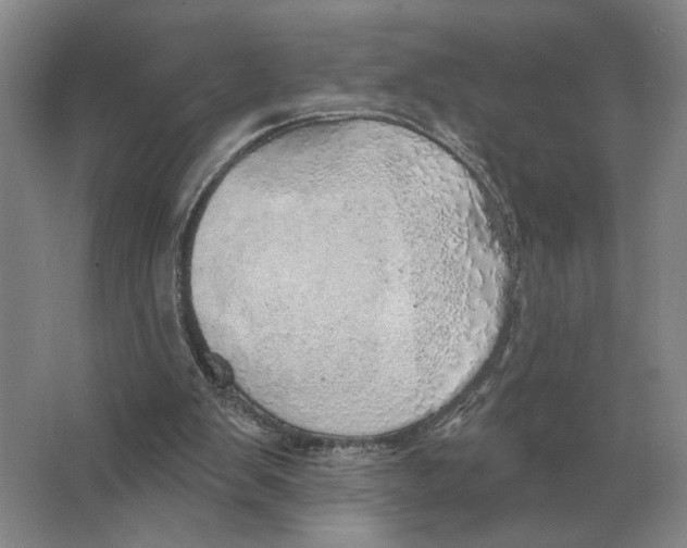 X0000063450103200602171909