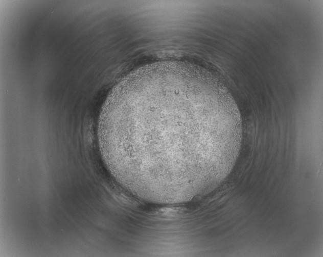 X0000063450323200602171905