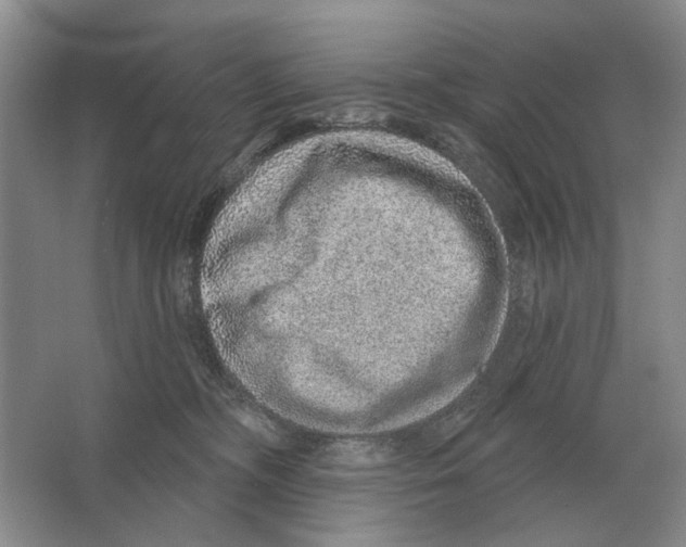 X0000063450326200602171905