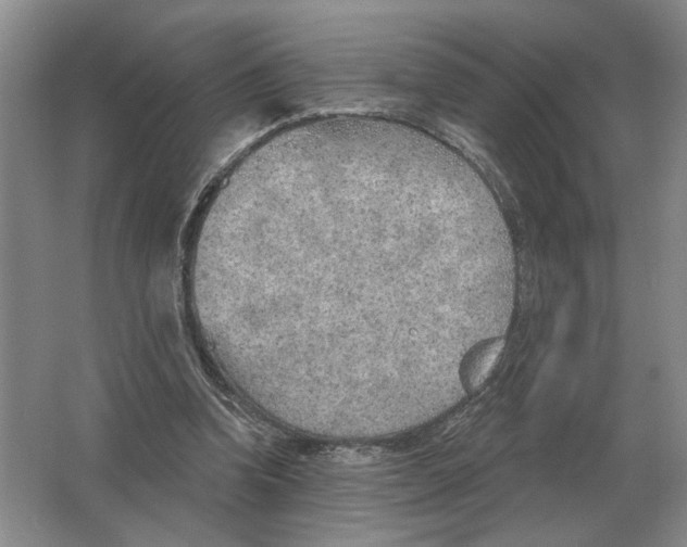 X0000063450346200602171904