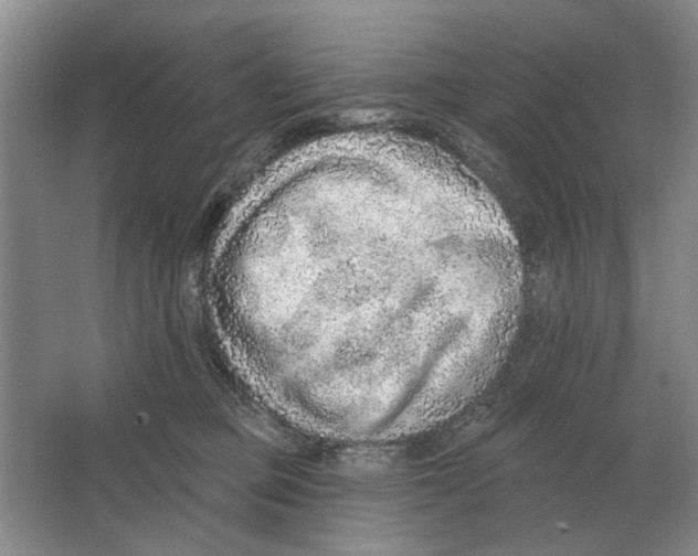 X0000063450373200602171905