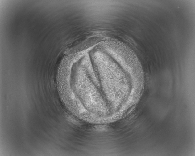 X0000063450377200602171905