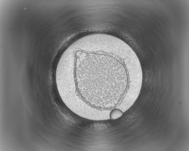 X0000063450636200602171859