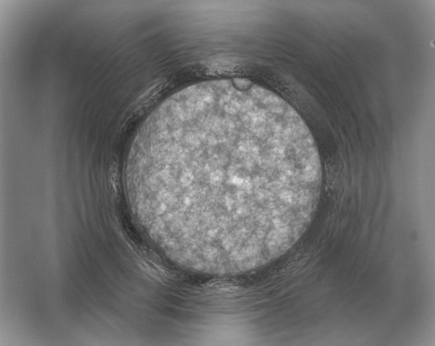 X0000063450648200602171859