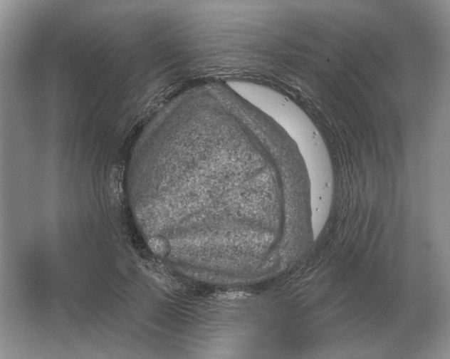 X0000063450695200602171858