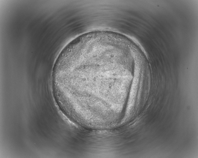 X0000063450903200602171855