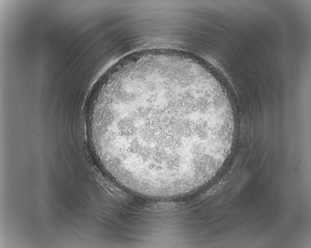 X0000063450925200602171854