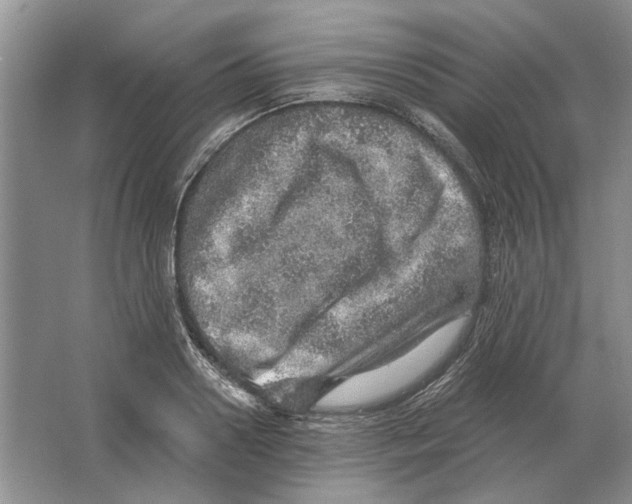 X0000063450938200602171854