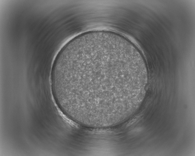 X0000063450951200602171854