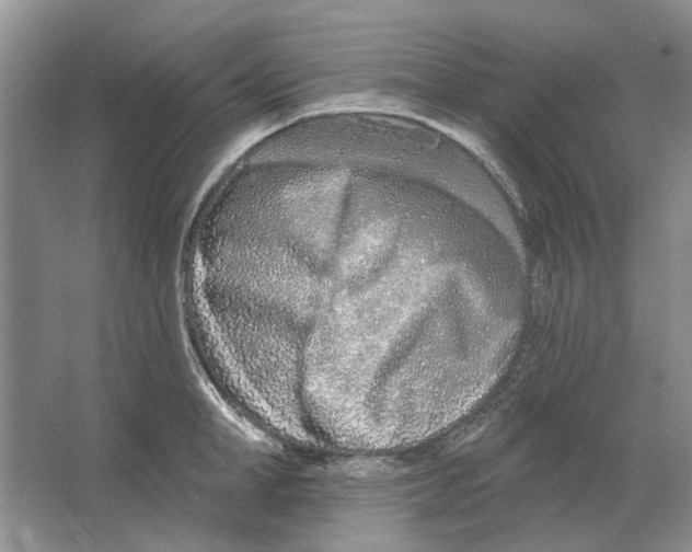 X0000063450998200602171853