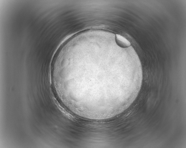 X0000063451036200602171852