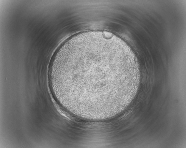 X0000063451039200602171852