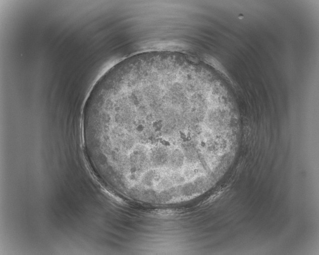 X0000063451079200602171851