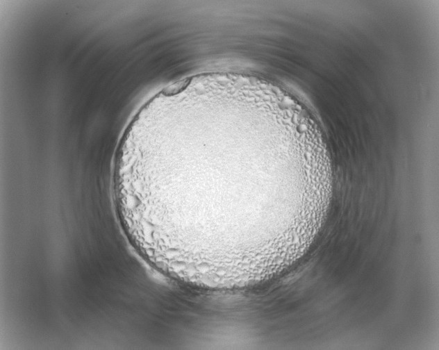 X0000063451103200602171851