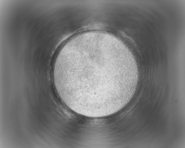 X0000063451166200602171850